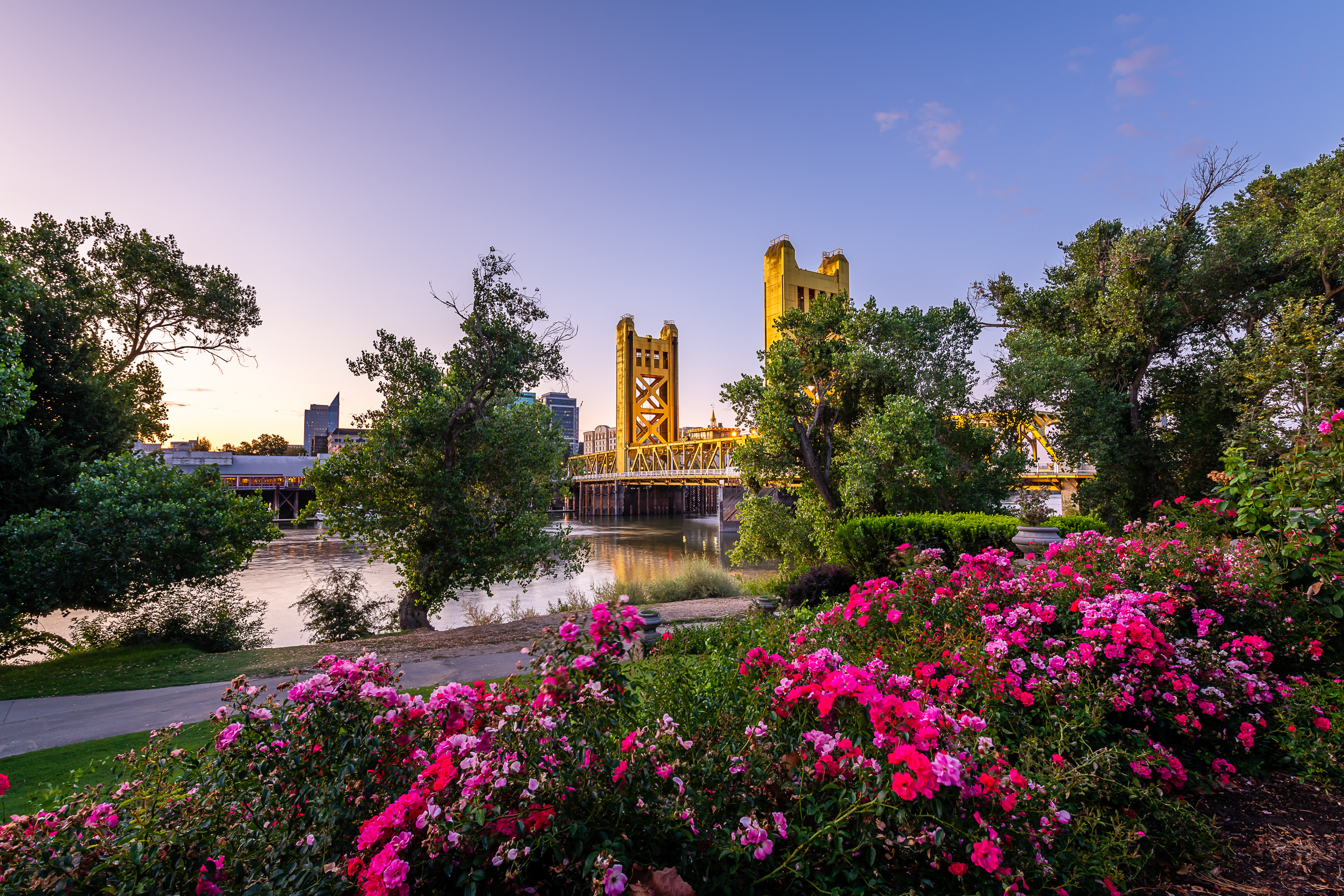 Sacramento Tower Bridge with flowers in the foreground